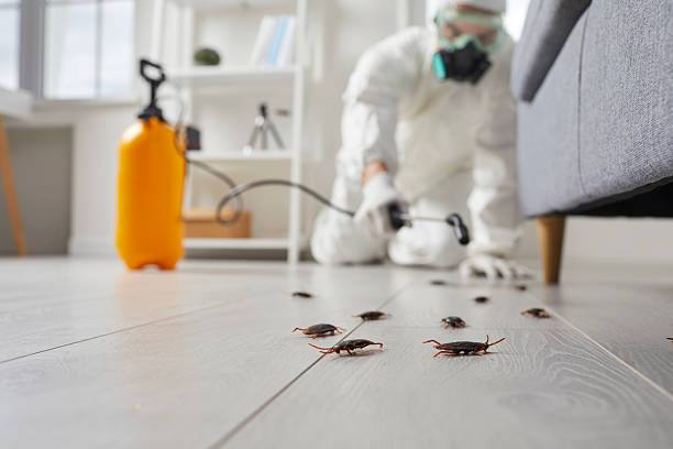 Commercial Rodent Management in Palisade